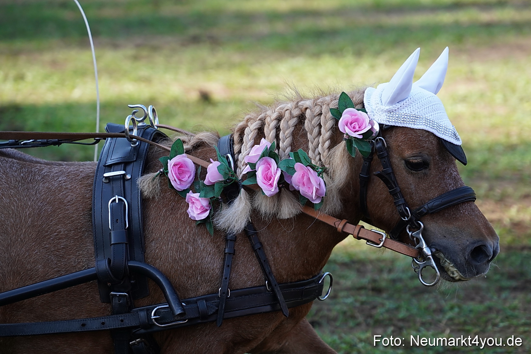 Pferde und Fohlenschau 2022 0102 